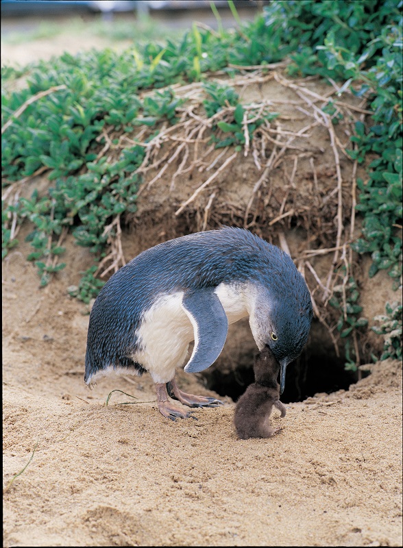 Little Penguins