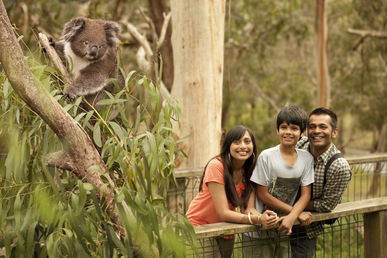 Kangaroos